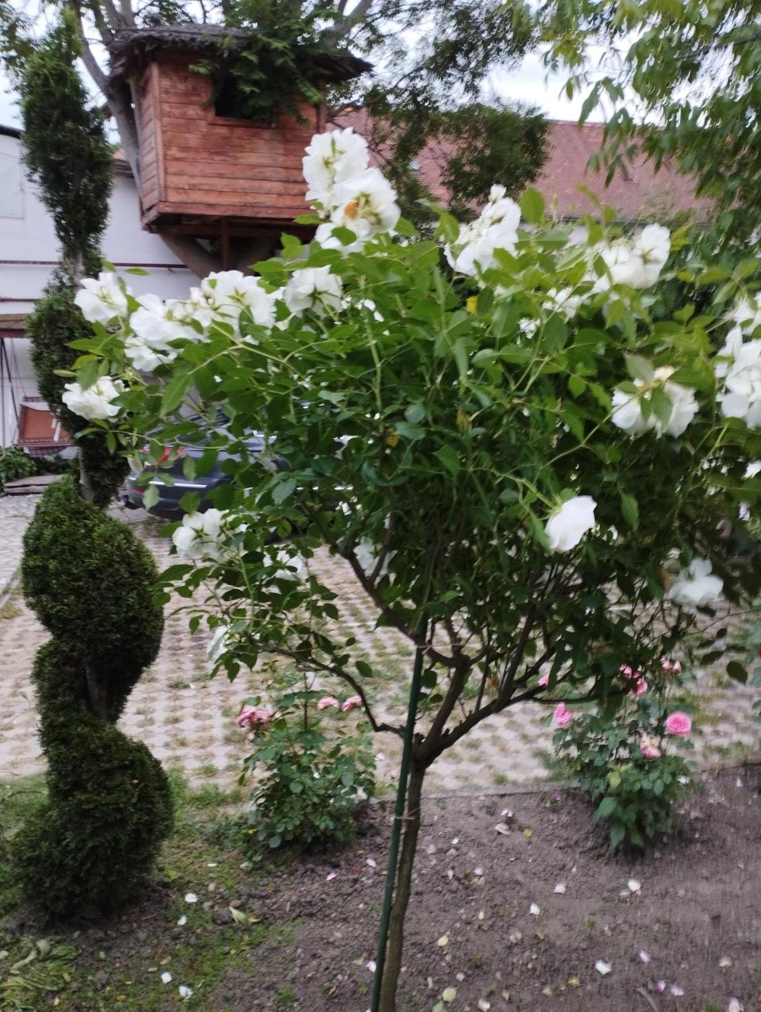 Pensiunea Sub Cetate Deva Buitenkant foto